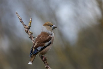 Frosone (coccothraustes coccothraustes