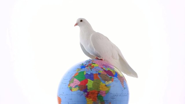 white pigeon on the globe an earth symbol