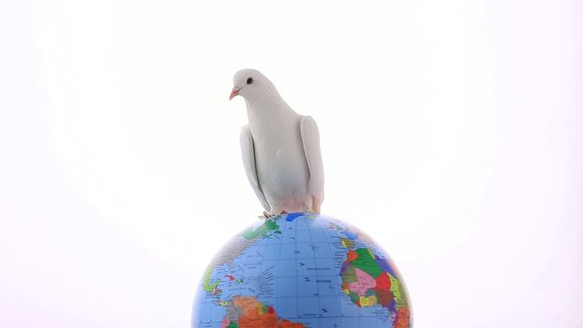 white pigeon on the globe an earth symbol