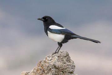 Magpie,(Pica pica), posada on a rock in the snow. Spain