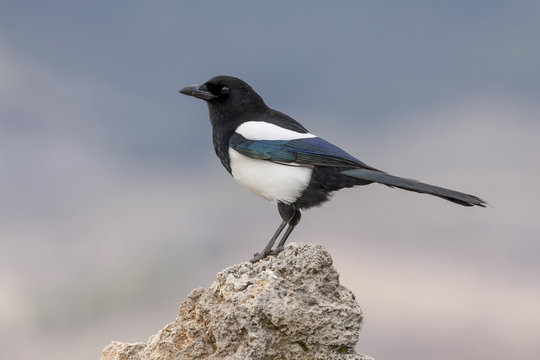 Magpie,(Pica pica), posada on a rock in the snow. Spain