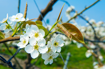 Pear flowers in korea.