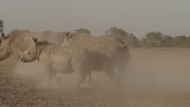 A very angry rhino runs after another in a fight.