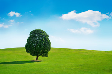 Fototapeta na wymiar Single tree,Tree in field and blue sky.