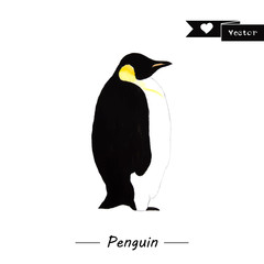Emperor penguin illustration isolated on white. 