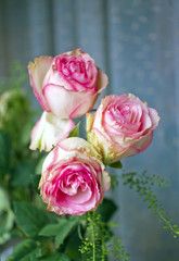 Pink roses