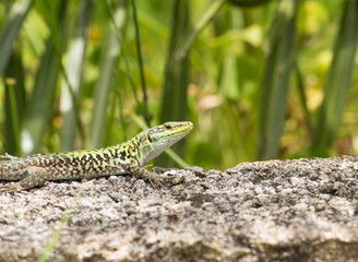 lizard in sicily