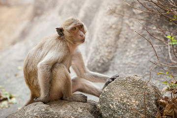 Monkey in Khao Takiab temple