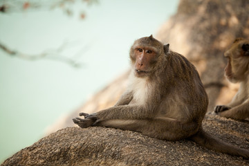 Monkey in Khao Takiab temple