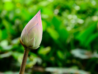 Lotus and Green  background