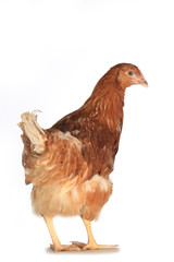 chicken-laying hens