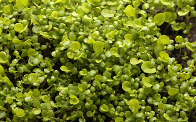 Seedlings. lot of young fresh green plants. Macro.