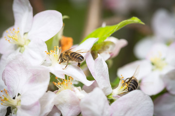 Bee collecting pollen from flowers of apple trees - Powered by Adobe