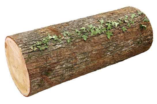 Wooden log