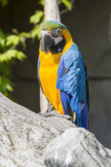 ara ararauna parrot on its perch