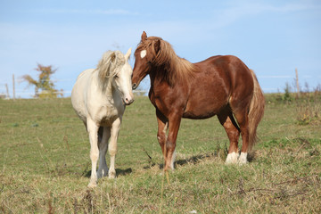 Naklejka na ściany i meble Two young stallions playing together