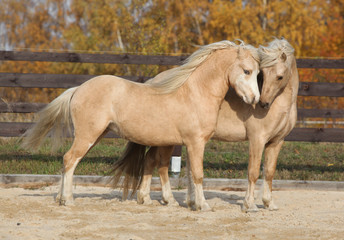 Two gorgeous welsh pony stallions playing together
