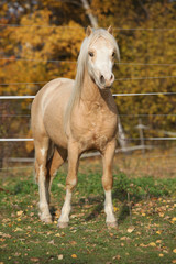 Obraz na płótnie Canvas Amazing welsh mountain pony stallion in autumn
