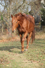 Fototapeta premium Beautiful chestnut thoroughbred running in autumn