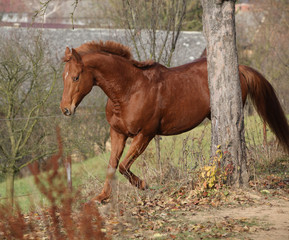 Fototapeta premium Beautiful chestnut thoroughbred running in autumn