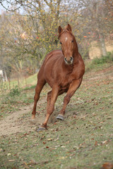 Fototapeta premium Beautiful chestnut thoroughbred running in autumn