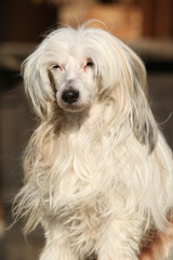 Beautiful white chinese crested dog