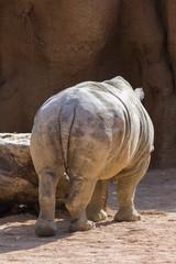 Obraz premium rhino at the zoo