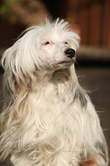 Beautiful white chinese crested dog