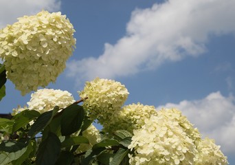 Helle Rispenhortensie blüht unter blauem Himmel