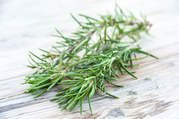 Ramo di rosmarino 