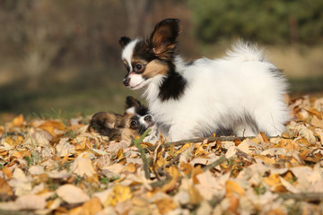 Adorable papillon puppies playing together