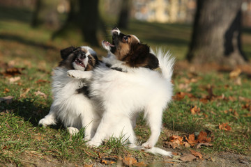 Adorable papillon puppies playing together