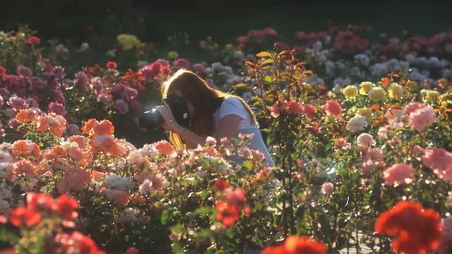 SLO MO WS PAN Young woman photographing flowers in summer garden, Lehi, Utah, USA
