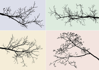 Obraz premium silhouettes of tree branches