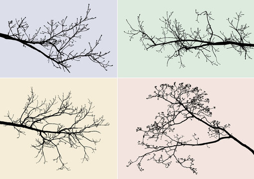 silhouettes of tree branches