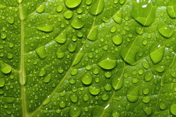 green leaf and raindrops