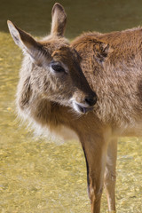 antelope in the forest