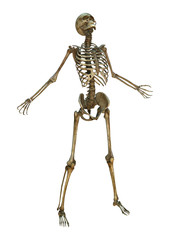 Human Skeleton