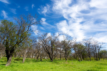 a garden of trees with green grass  windy blue sky