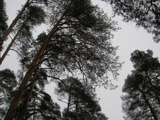 небо в соснах © dvb60