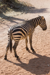 Fototapeta na wymiar zebra in the forest