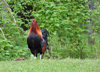 Fototapeta premium Free Range Rooster crowing in outdoor setting