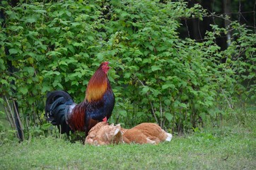 Rooster and hens