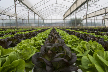 Lettuce crops in greenhouse
