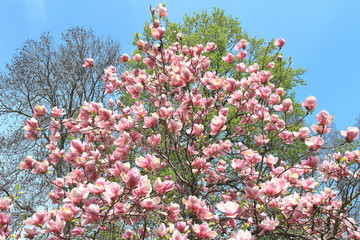 magnolia © sosnytskyi
