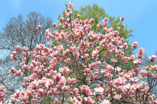 Fototapeta magnolia