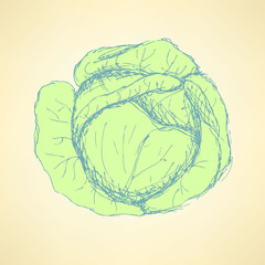 Sketch tasty cabbage in vintage style