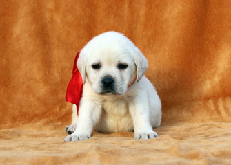 a yellow labrador puppy on orange background