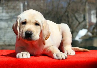 a nice labrador puppy on the red background