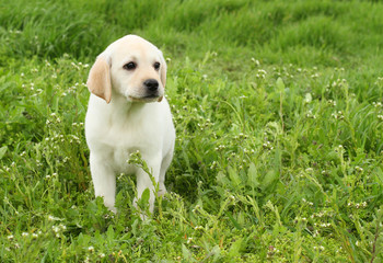a yellow labrador puppy in green grass